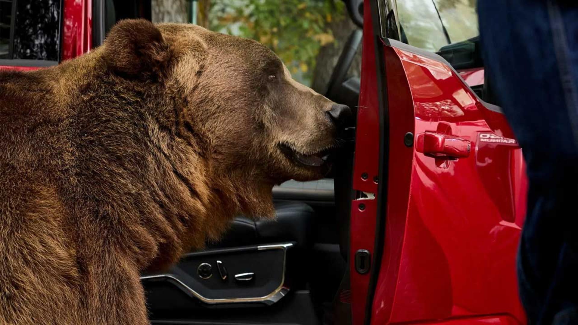 حمله خرس به فورد F150