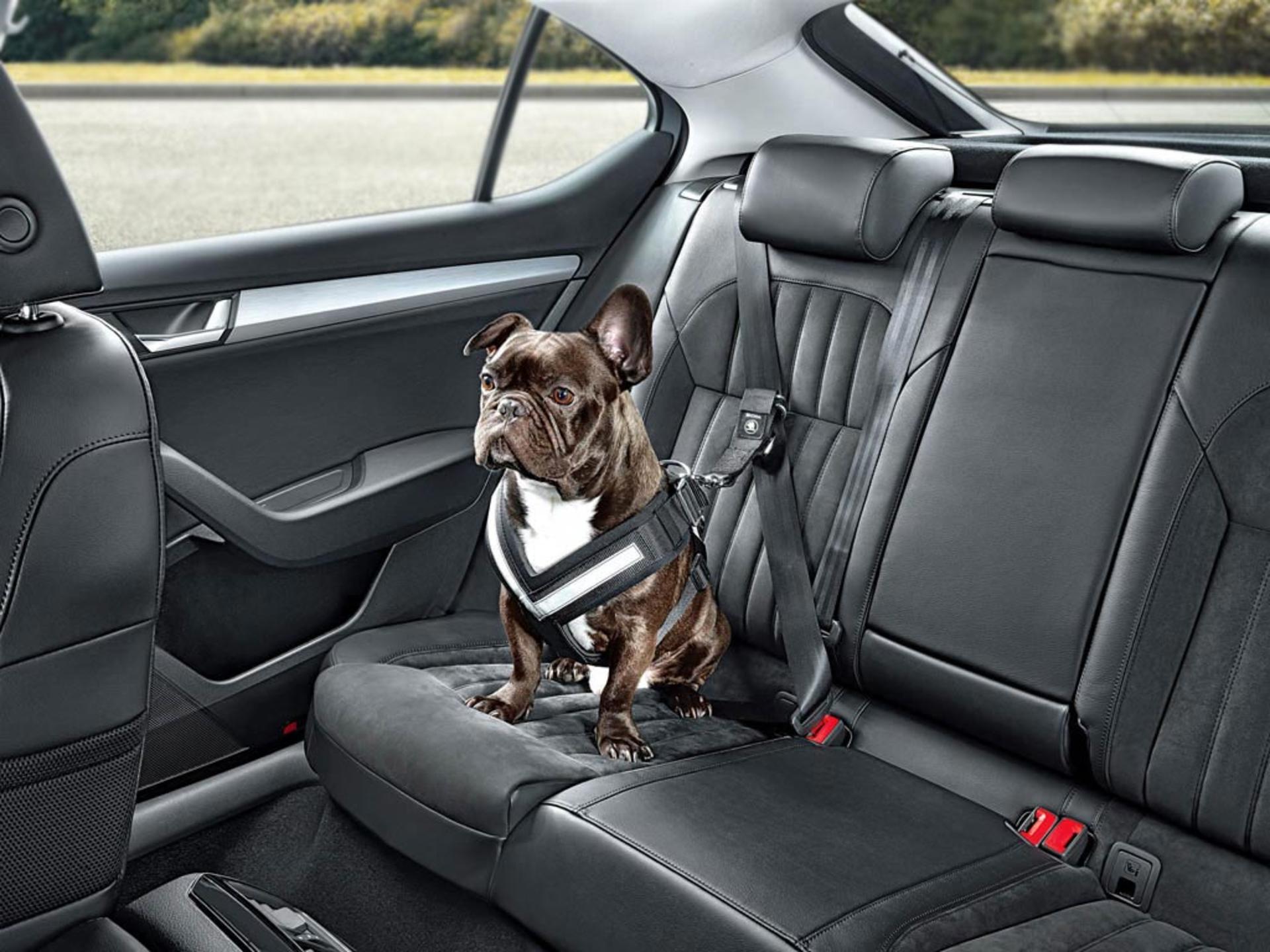 skoda-launches-seatbelt-for-dogs-and-other-practical-accessories_3