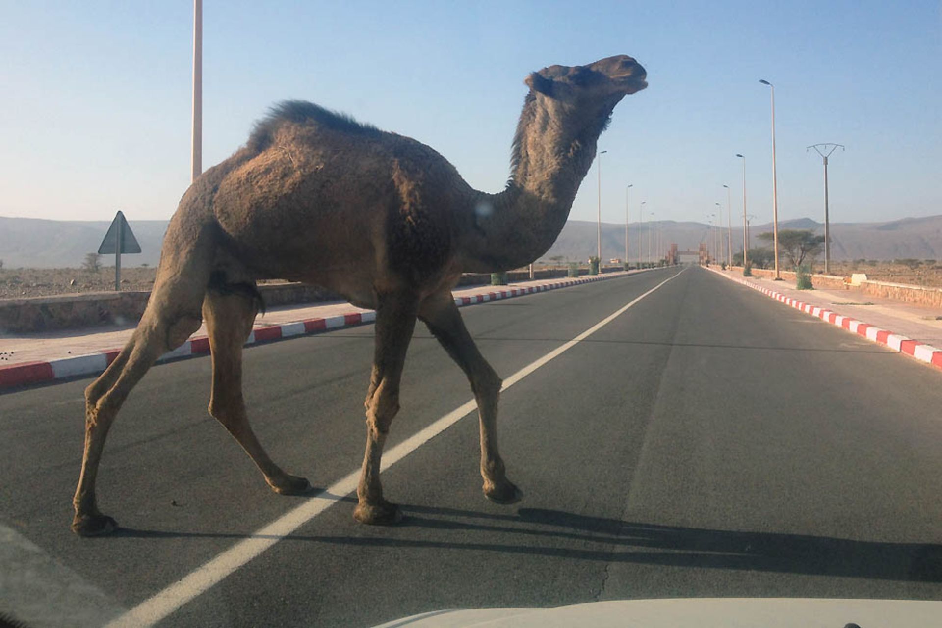 camel-crossing-road-morocco-africa-street_scene-2015