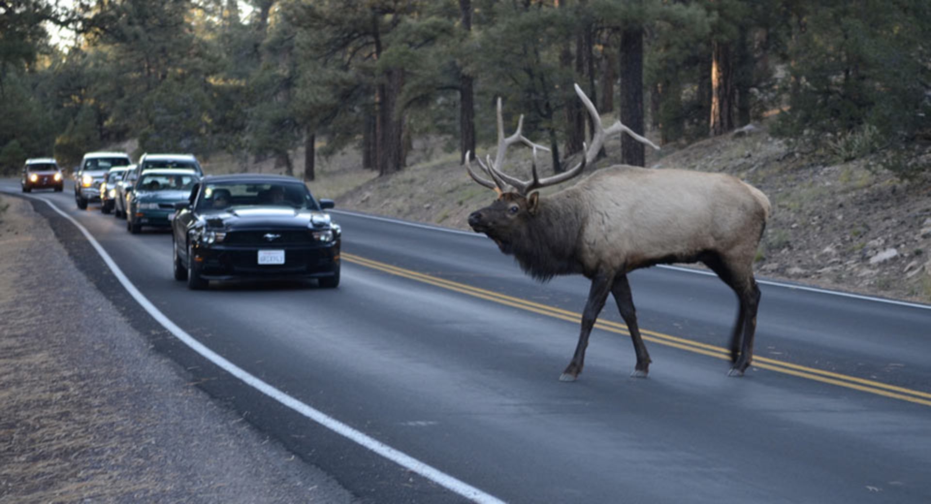 Animal-Collisions-America-7-
