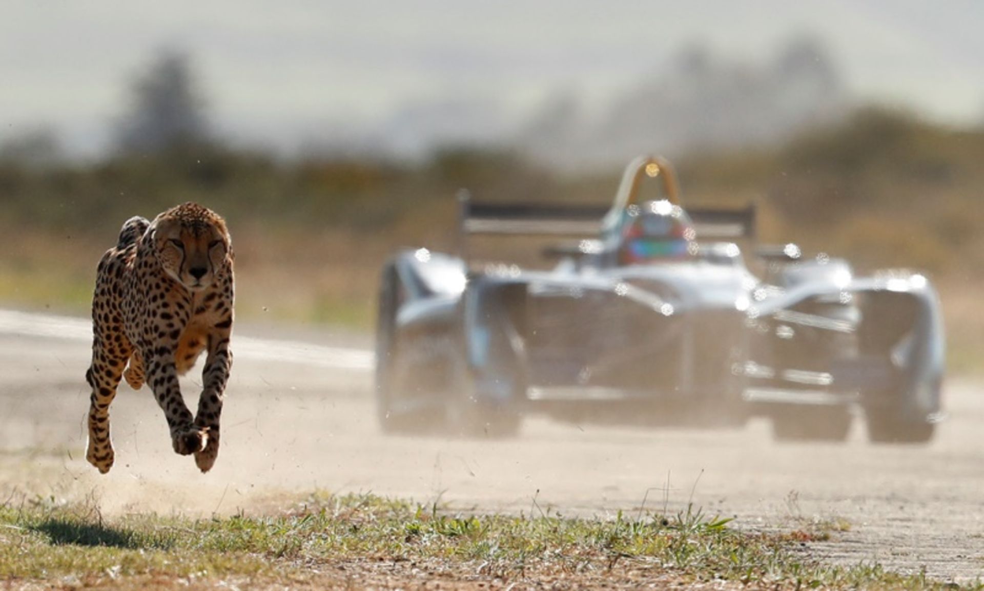 Formula-E-car-vs-cheetah