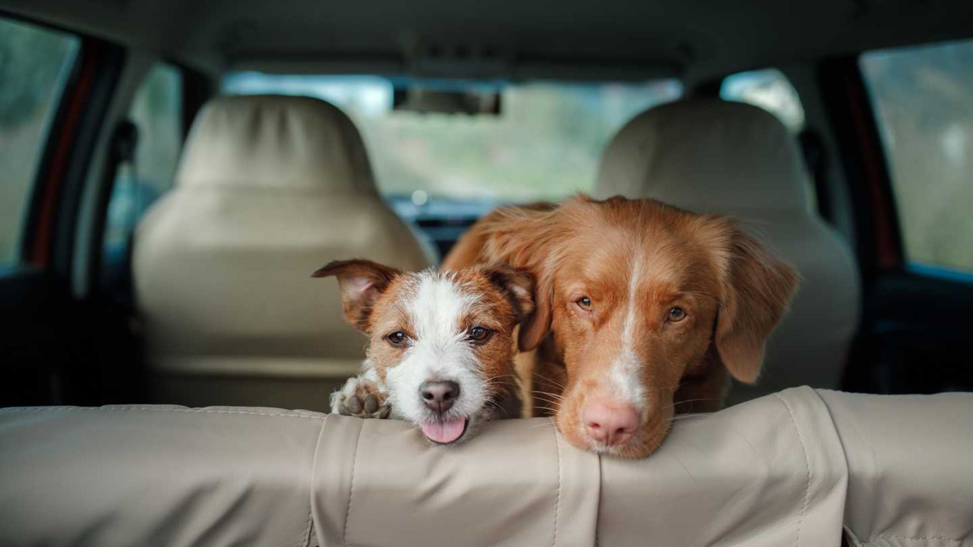 two-happy-dogs-in-the-car