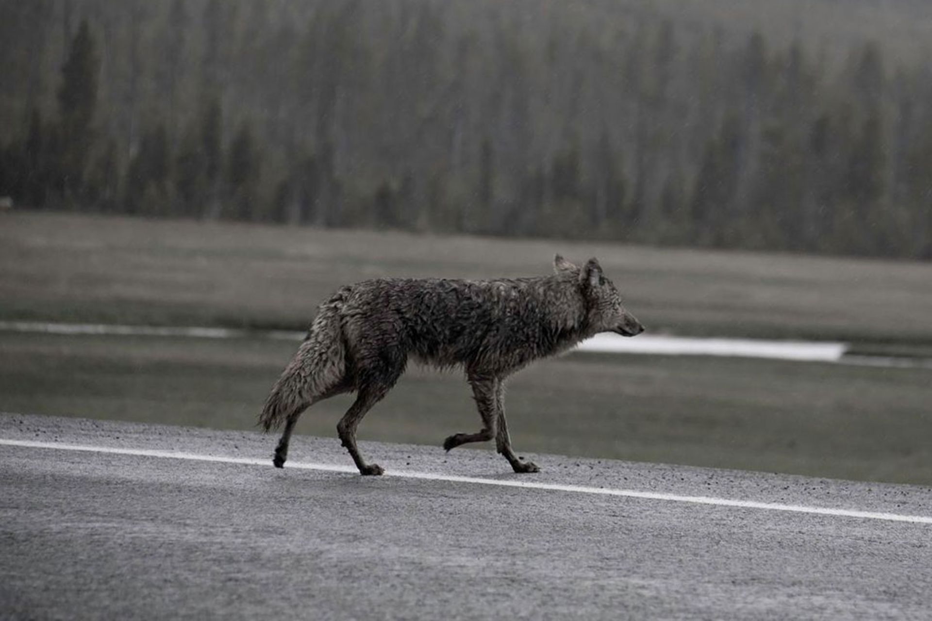 Wolf-2