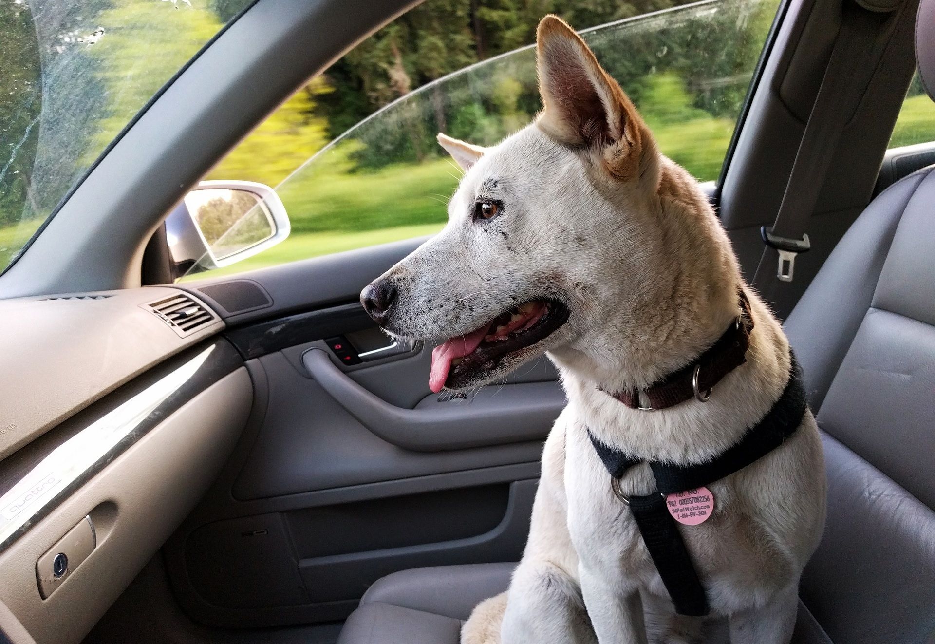 dog in car