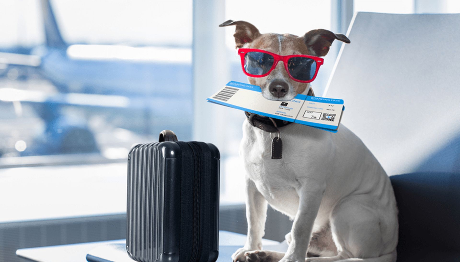 pet travel