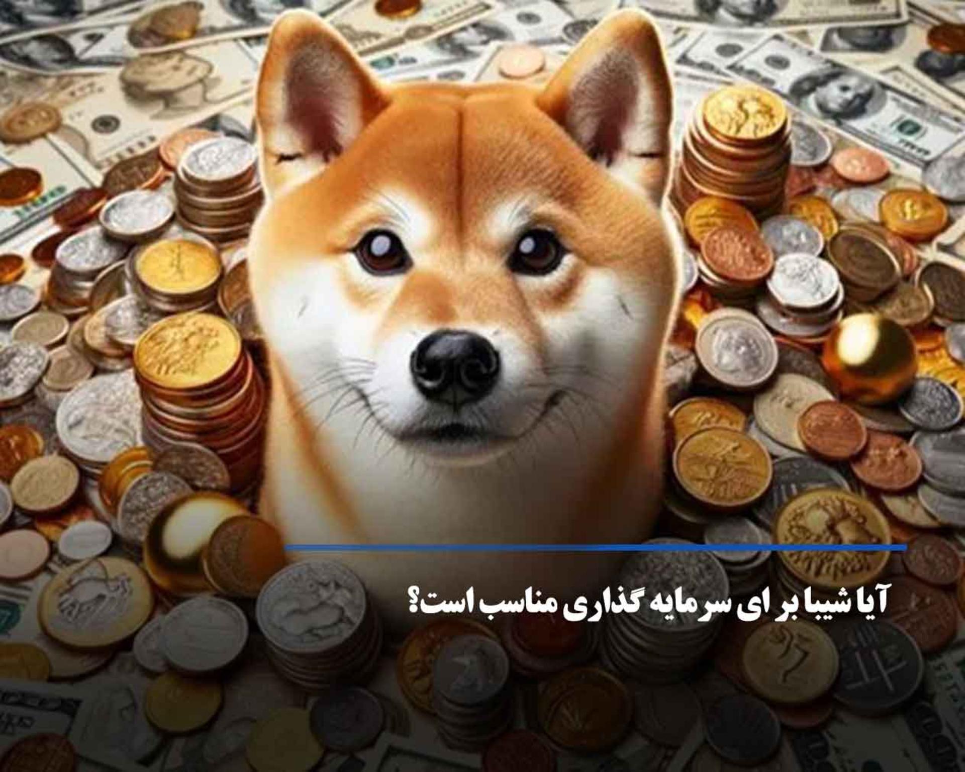 shiba 1
