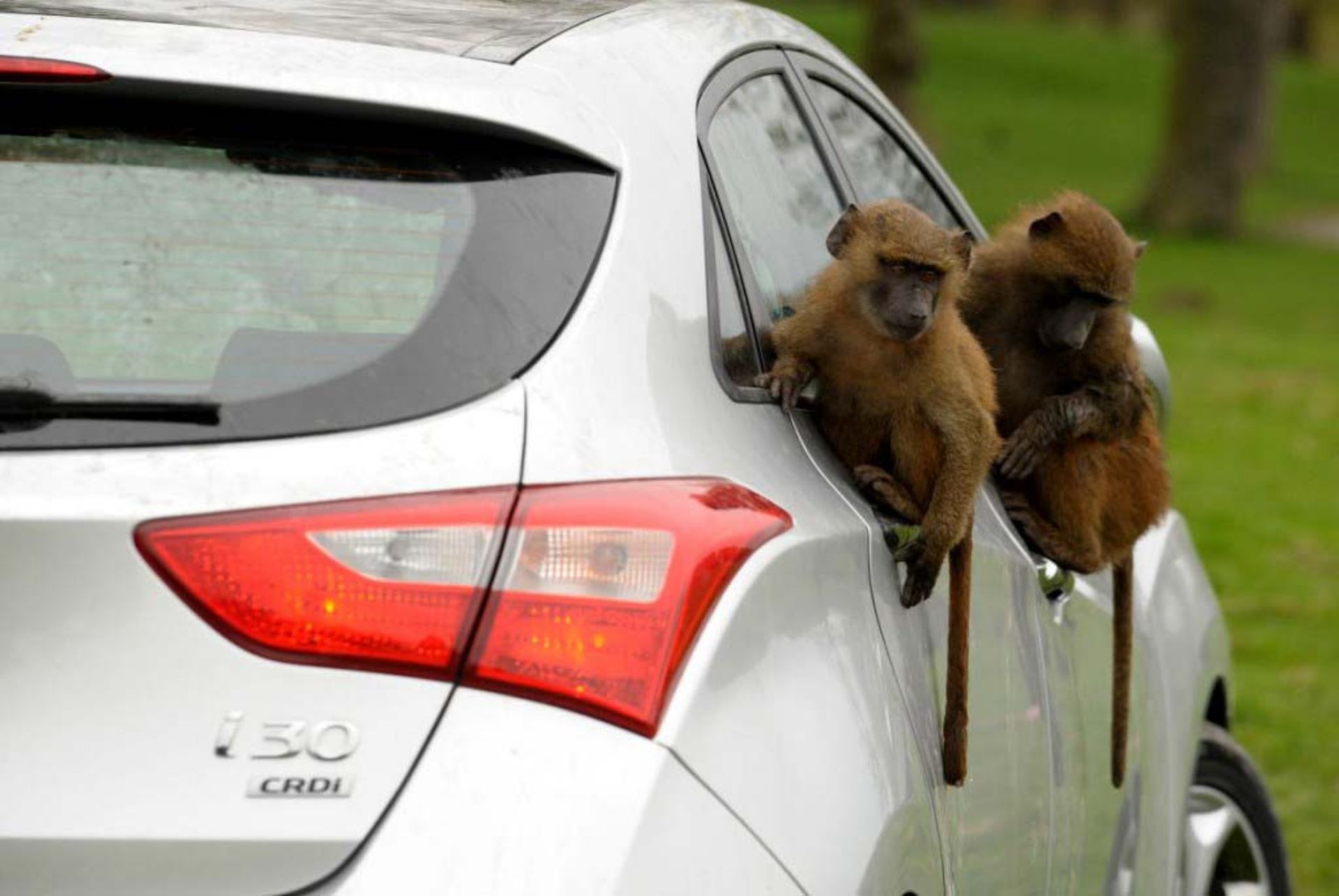 hyundai-durability-testers-monkey-around_8
